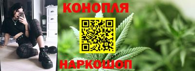 крисы Можга